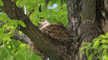 Straw nest with Starling bird on the thick branches of a tree hatches its Chicks against the background of green foliage on a spring day