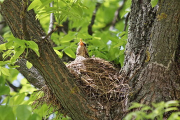 Starling with yellow beak in a straw nest on the thick branch of a tree hatches its Chicks against the background of green foliage on a spring day
