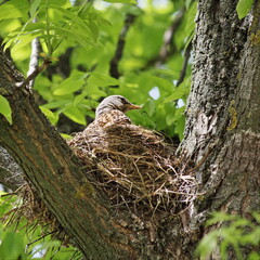 Starling head in a nest on the thick branches of a tree hatches its Chicks against the background of green foliage on a spring day