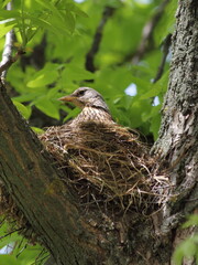 Starling head in a nest on the thick branches of a tree hatches its Chicks against the background of green foliage on a spring day