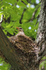 Close up brown Starling female in a nest on the thick branches of a tree hatches its Chicks against the background of green foliage on a spring day