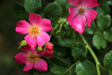 Obraz premium バラ