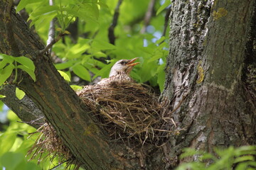 Starling with opened yellow beak in a nest on the thick branches of a tree hatches its Chicks against the background of green foliage on a spring day