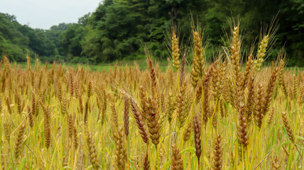 麦の穂と山