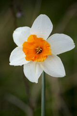 Narcissus.  Nature.