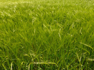 field of wheat in spring in Germany