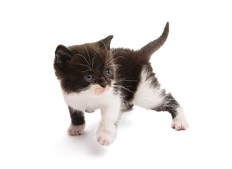 black and white kitten isolated