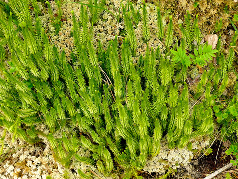 Fir moss in a German forest in spring