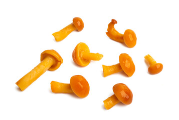 orange honey mushrooms isolated
