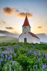 Vik i myrdal church in the summer is full of lupine blooms in a rural town in southern Iceland, This is a popular tourist destination. In the morning fog. The pictures are bright and fresh.