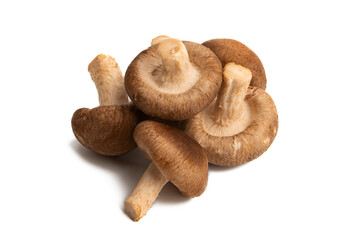 shiitake mushrooms isolated