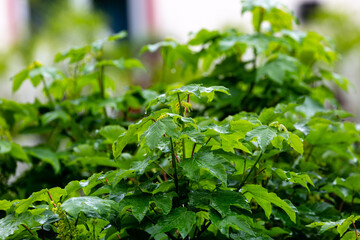 Wet green leaves in spring