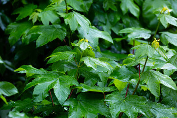 Wet green leaves in spring