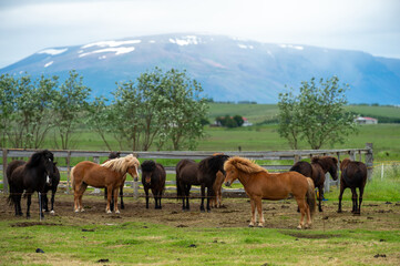 Fototapeta na wymiar Many good horses stand at the stables of a farm in the Icelandic countryside, surrounded by nature in the summer, behind mountains and blue skies with beautiful clouds.