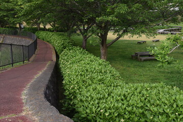 Hydrangea buds / Hydrangeaceae deciduous shrub