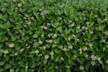 Obraz na płótnie Canvas Hydrangea buds / Hydrangeaceae deciduous shrub