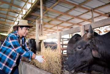 Raising wagyu cows at an industrial farming farm. Concept: raising animals or farmers raising cowshed wagyu cows. Industrial farming farm