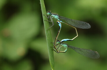 A pair of mating newly emerged Blue-tailed Damselfly, Ischnura elegans, perching on a blade of grass in spring.