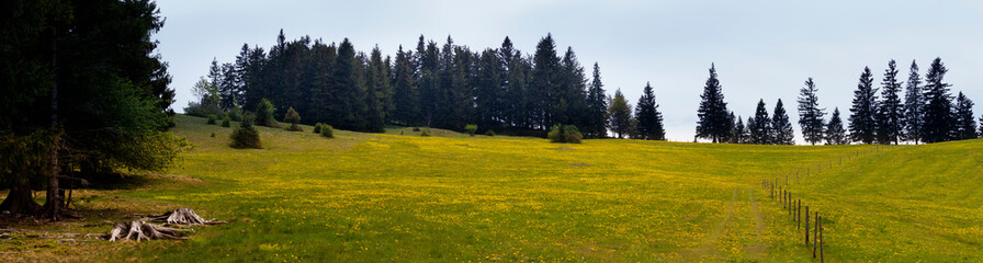 Fototapeta na wymiar meadow in the countryside in spring