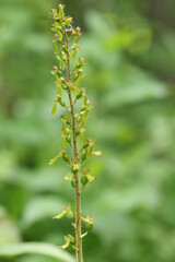 A pretty Common Twayblade Orchid, Neottia ovata, growing in a meadow in the UK.