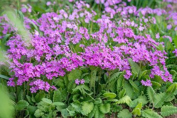 Obraz premium flowers in the garden