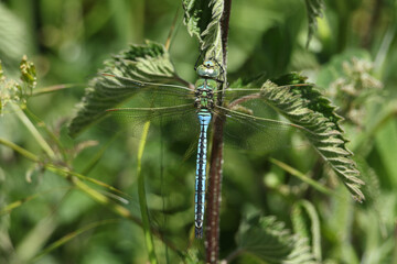 A stunning male Emperor Dragonfly, Anax imperator, resting on a stinging nettle plant.