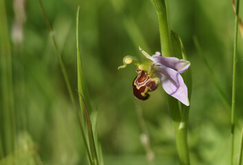 A beautiful Bee Orchid, Ophrys apifera, growing in a meadow in the UK.