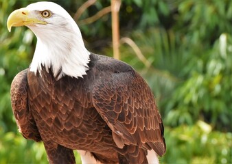 bald eagle looking forward closeup