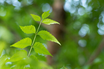 Fototapeta na wymiar Neem Leaf With Blur Background, Neem leaves, Azadirachta