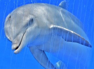 dolphin looks through glass in an aquarium