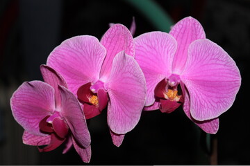 Naklejka na ściany i meble Orchid Phalaenopsis