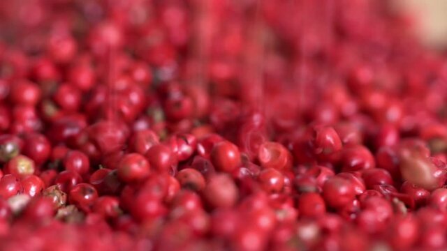Food spices pink peppercorns red pepper Himalayan pepper berries. concept of fresh and dietary spices for cooking schools vegans and dietary products
