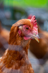 chicken in the farm