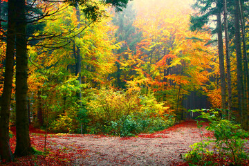 Fototapeta premium es ist herbst