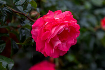 Floral background Beautiful pink petals of an opened rose. Selective focus. Rose with many petals. Soft lines. Concept of romance, flower. Rose flower with raindrops on background of pink rose flower