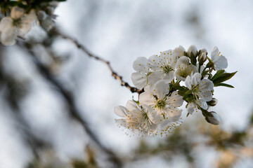 White flowers of cherries in detail.