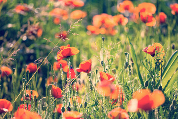 Obraz premium Coquelicots dans un champ de fleurs.