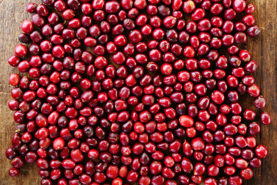 close up of fresh coffee beans for background 