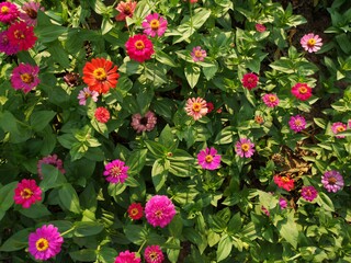 Narrowleaf Zinnia pink flowers in the garden