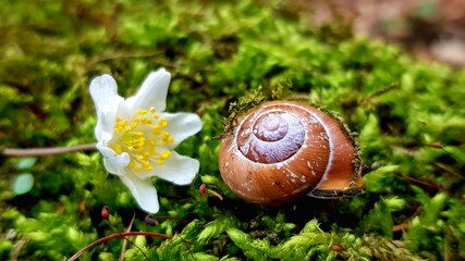 snail and flower on forest ground