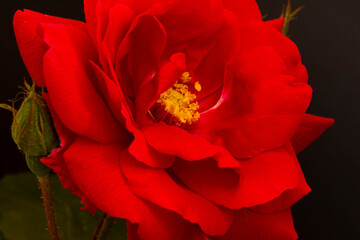 A nice big red rose in the garden