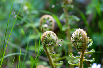 close up of fern
