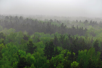 A wooded mountain slope in a low-lying cloud with evergreen coniferous trees shrouded in fog in a picturesque landscape view.