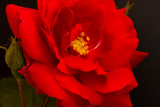 A nice big red rose in the garden