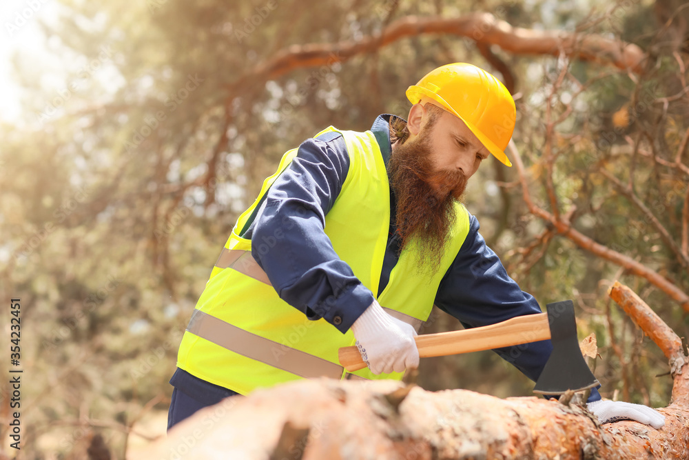 Wall mural Handsome lumberjack cutting down trees in forest