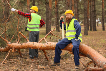 Handsome lumberjacks cutting down trees in forest