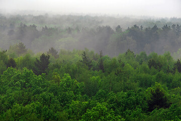A wooded mountain slope in a low-lying cloud with evergreen coniferous trees shrouded in fog in a picturesque landscape view.