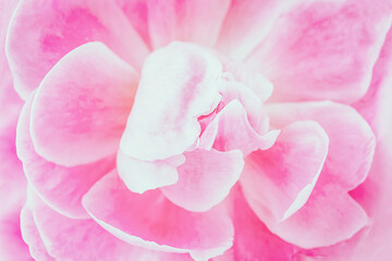 Pink floral background. Pink flower peony, soft focus