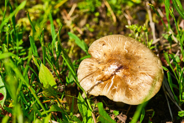 Macro of beautiful small red yellowhedgehog mushroom in autumn forest grass moss. View from top above. Fungus boletus in wood. Sunny day in country rural are.