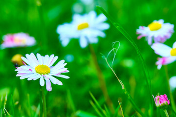 beautiful macro wildflowers general plan color blure background